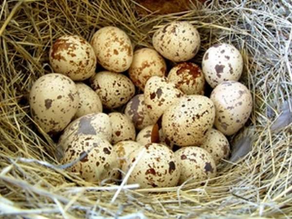Перепелиные яйца - польза и вред